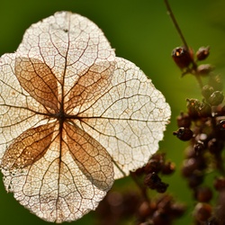 Berlin/Botanischer Garten/DSC_1183.JPG